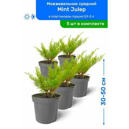    Mint Julep ( ) 30-50     0,9-3 , ,   ,   5 