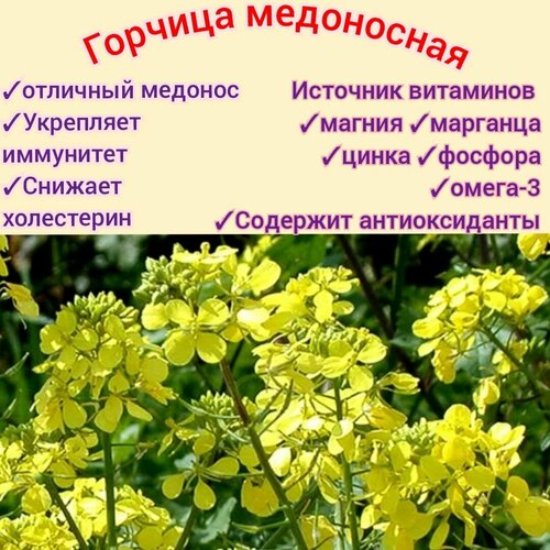 ���������� ������� ����������/ �������� 1 ��, ������ �������� � ������, ��� ����/ �������, ������� premium