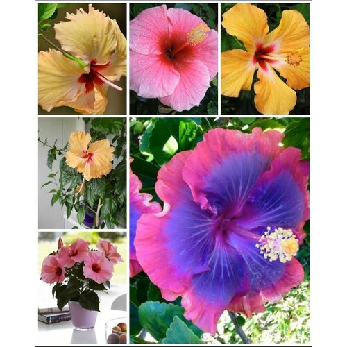 ���������� ������ ��������� ������ �������� �������, ����������, ����������