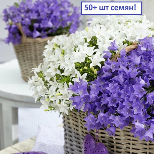 ���������� ���������, ����� � �������, ���� ������, ������ 50+ ��