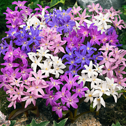 ���������� �������� ������, chipollino flowers, ���������� MIXED (20 �������)