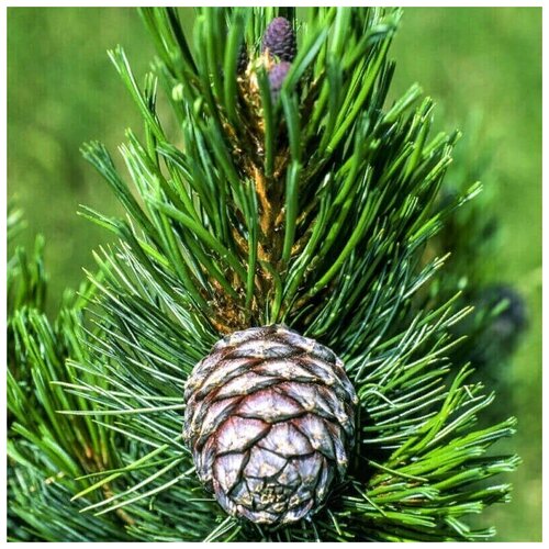    -   (. Pinus sibirica)  50   , -, 