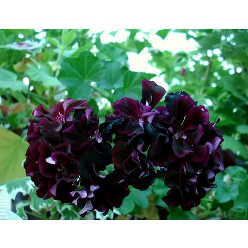 ���������� ������ ���������� ������������ ����� ��� ����� 3 �� (1 �������� (O))