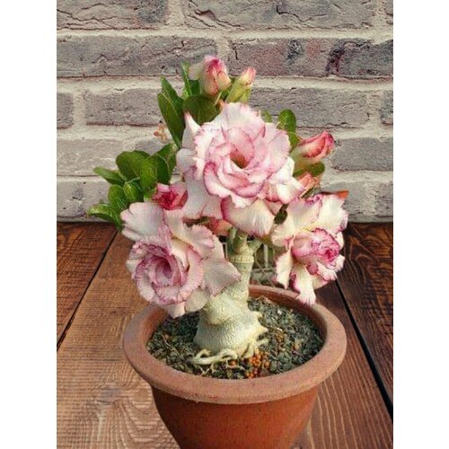 ���������� ������� Peony, ����, ������