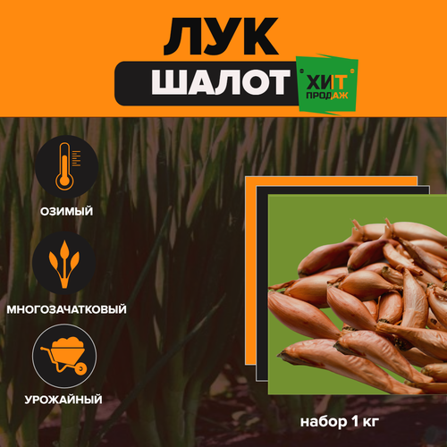 ���������� ��� ����� (��������, ������) 1��