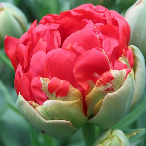 ���������� �������� ������, bulbs servise, ������� �������� ( 5 ���� )