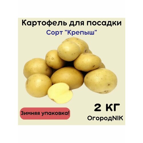 ���������� ������NIK ��������� �������� ������, ����������, ����������� ����, 2 ��