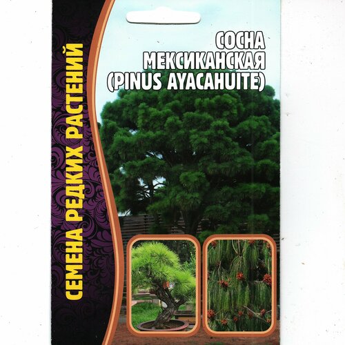 ���������� ����� ������������ /pinus ayacahuite, ������, �������� ��� ������ ( 1 �� : 10 ����� )