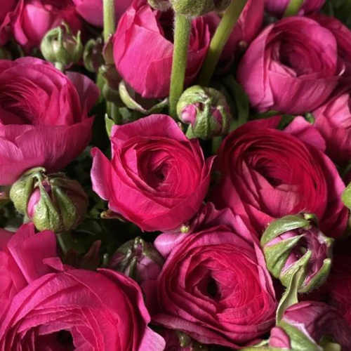 ���������� �������� ������ , WOW FLOWERS , ����� ������� ( ���������� ) ������� 10 ��