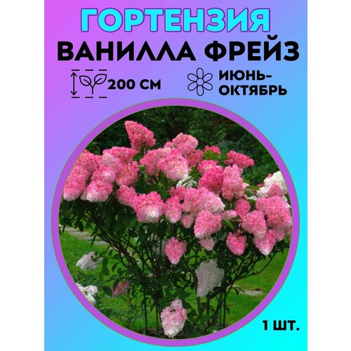 ���������� ��������� �����������, ������� 1 �����