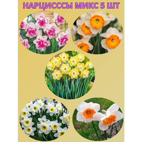 ���������� �������� ����������� �����, �������� 5 �� ����9