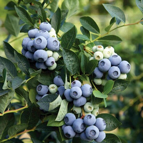 ���������� ���� ���� �������� ������� 3� ����� (���) �������.