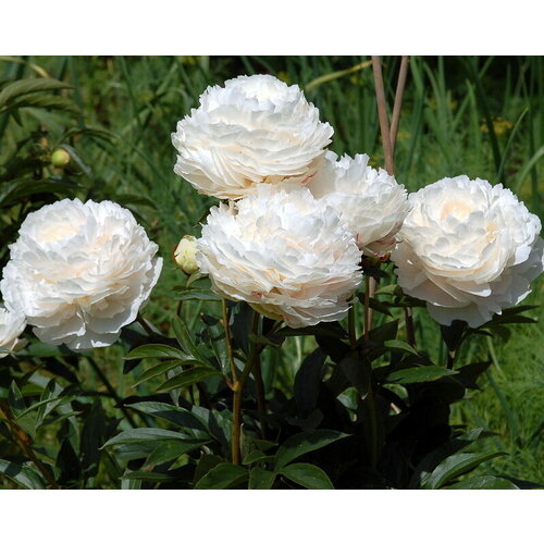 ���������� ������ ���� ����������� ������ 3 ��. 1 ��������