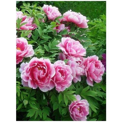       (Paeonia suffruticosa), 5 