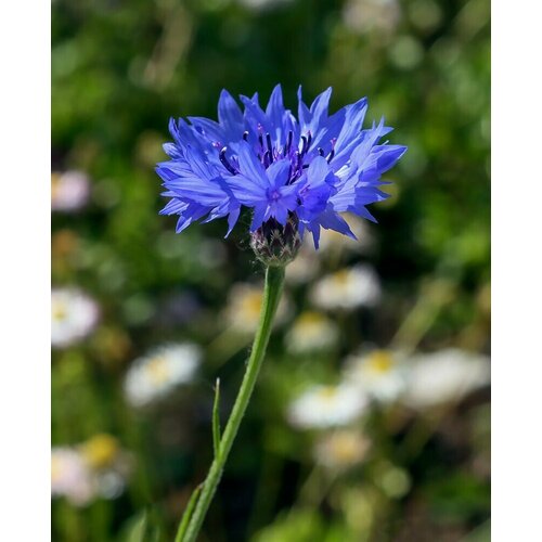 ���������� ������ ����� / ������ 50 ��.