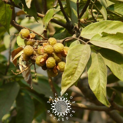 ���������� ������ �������� - ������� ���� (���. Sapndus) 3�� �� Green Legacy