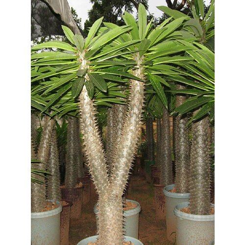 ���������� ���������� ������, �������������� ������ �������, ���������, ������