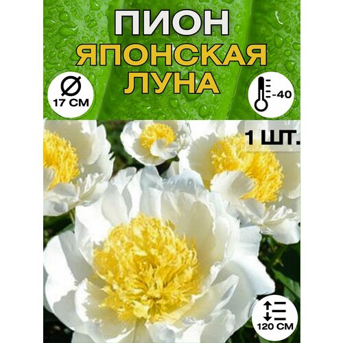 ���������� ���� �����������, ������ ������� ��� �������