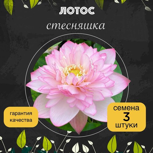 ���������� ����� ����������� 