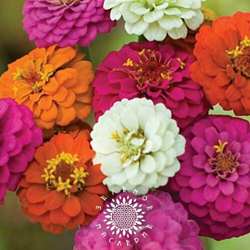 ���������� ������ ������ ������� - ���� (���. Zinnia elegans) 30 �� �� Green Legacy