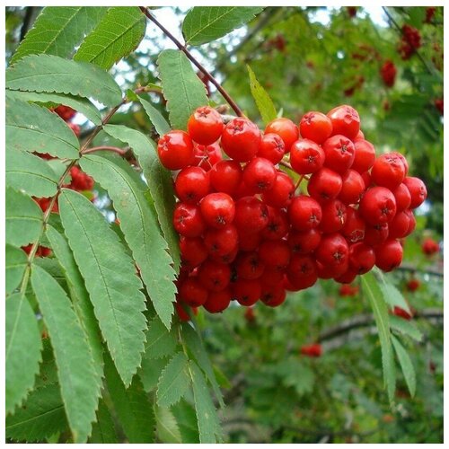 ���������� ������ ������ ������ ������������ 20 ��.