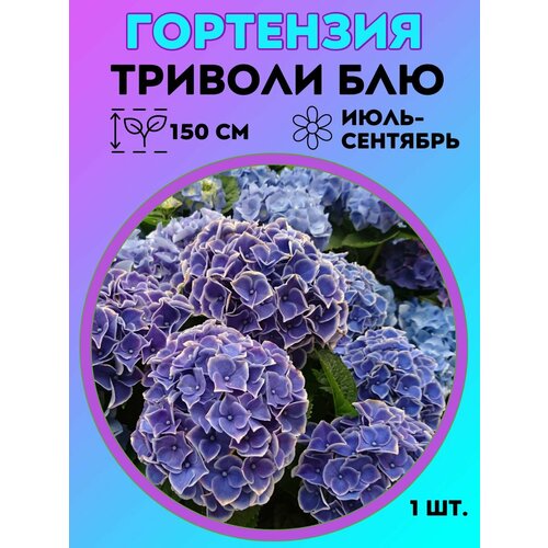 ���������� ��������� �����������, ������� 1 �����