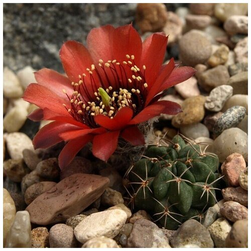 ���������� ������ ������ ��������� ������ Lobivia glauca WR-218 10 ��.