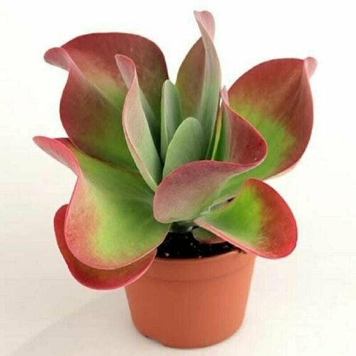  , Kalanchoe Thyrsiflora,    , -, 