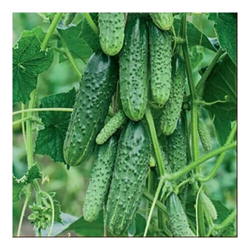 ���������� ������������� ������ ������ F1 �������