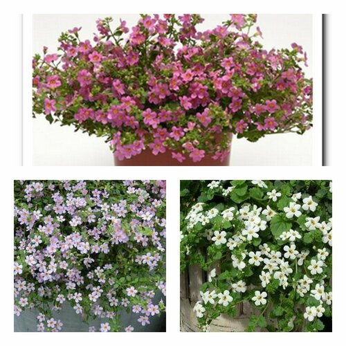 ���������� ������ 3 �������� �� 3 �����������: ���������, ���������, ��������