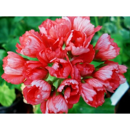 ���������� ������ ���������� �������������� �������� ������ 4 �� (1 �������� (O))