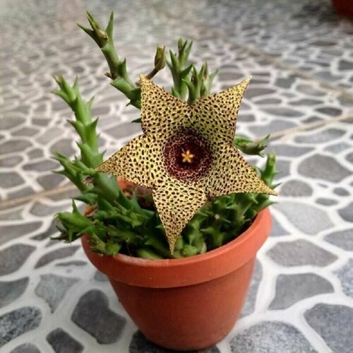 ���������� �������� �������, Stapelia Variegata, Orbea, �����������, ����������, ������