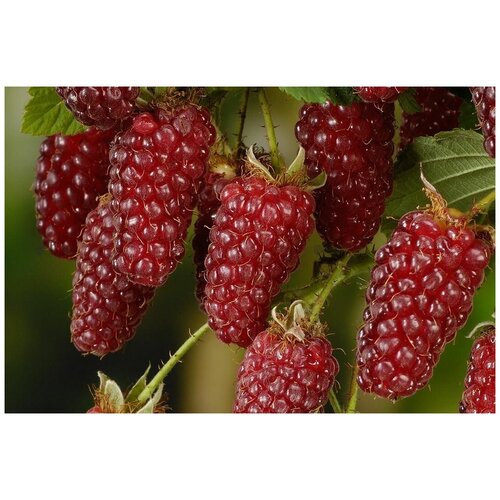 ���������� ������� �������� - ���2�� ������ 2��. �������.