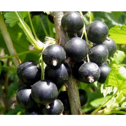 ���������� ��������� ��������� ��������