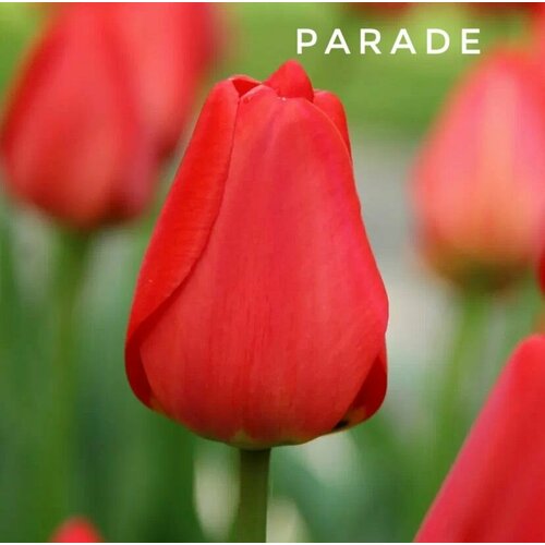 ���������� ��������, �������� ���� Parade ������� (8 ���� ������)