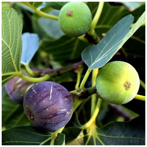 ���������� ������ ������ ����� �������� ������ 100 ��.