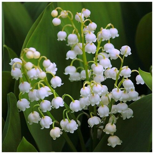 ���������� ������ ������ ������ ������� 10 ��.