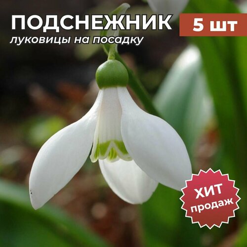 ���������� �������� ����������� �� ������� �������� 5��