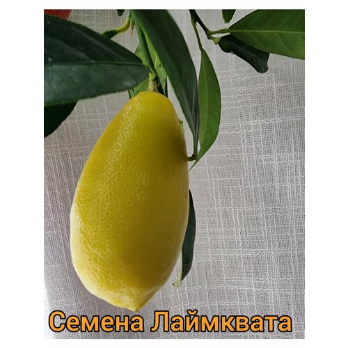 ���������� ������ ���������