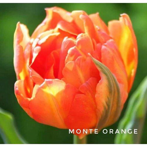 ���������� �������� ����������� , �������� ���� MONTE ORANGE ��������� (4 ��)