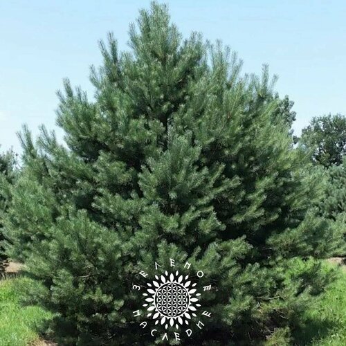 ���������� ������ ����� ������������ (���. Pinus sylvestris) 50�� �� Green Legacy
