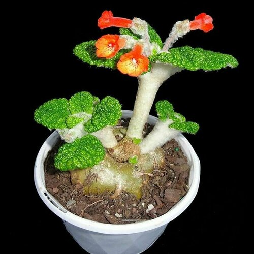 ���������� ��������� �����������, Sinningia Bullata, ������