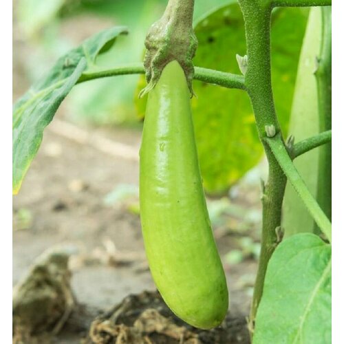 ���������� �������� ��������� �������