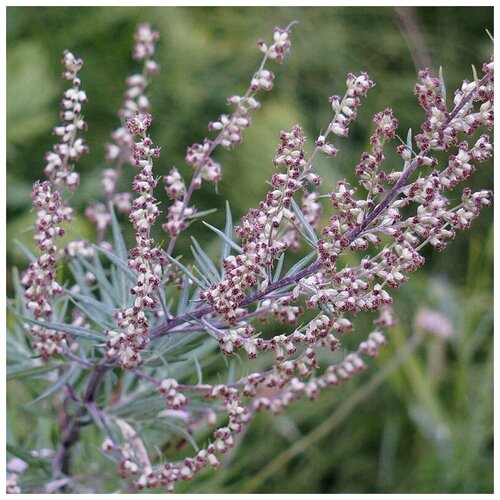    (. Artemisia absinthium)  250