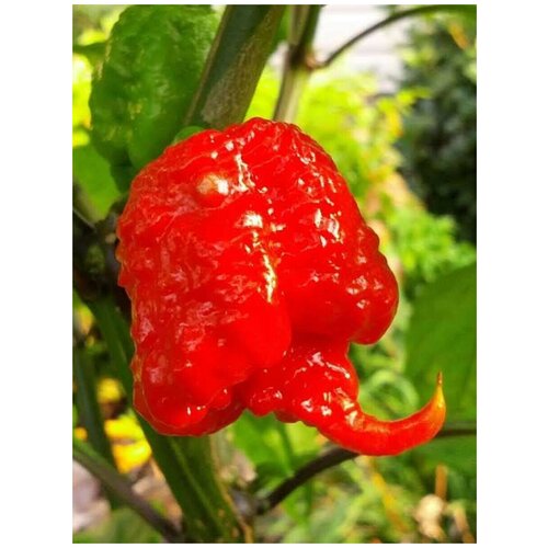    Carolina Reaper red, 5    , -, 