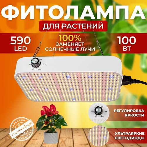         ,    Quantum board,     590 LED 100    , -, 