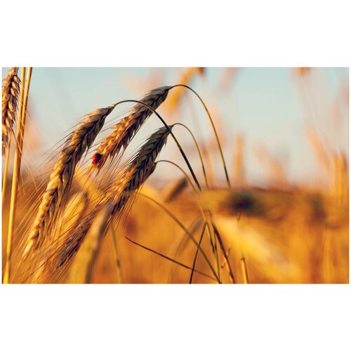 ���������� ���� ������ ���������-9 �������, ������� ���������, ��������� �����, 1 �� �����