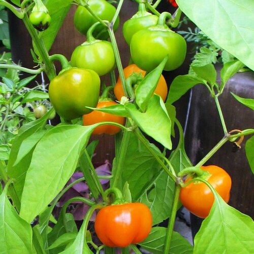 ���������� ����� ���� ������� ������������ �������, ��������� ��� ����������� � �������� �� ������ ��� ����, ����������� ���� �������� � ����, 5 �� �����