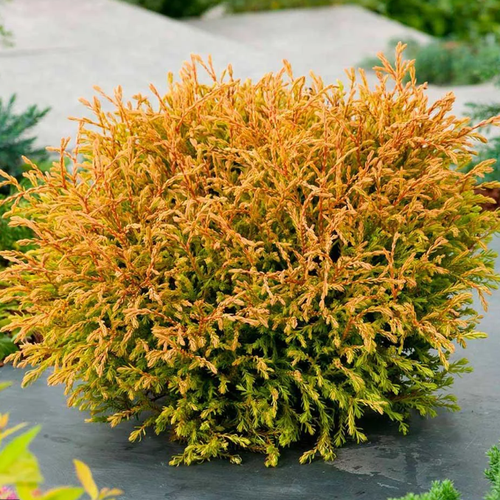 ���������� ��� �������� ������ ������ (1 ������� � ������ 15-20 ��). Belgium Plants Van. (�������)