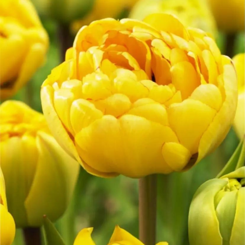 ���������� �������� ������, Chipollino flowers, ������� DOUBLE TROUBLE (5 �������)